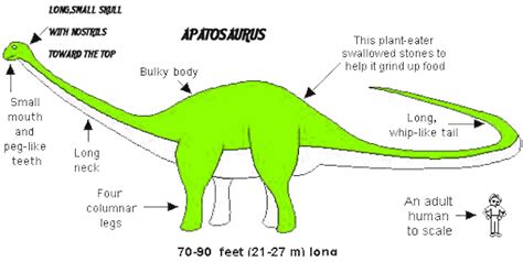 Apatosaurus, Bons | Head - Apatosaurus Parts