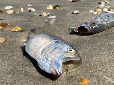 Why So Many Dead Menhaden — Save Coastal Wildlife