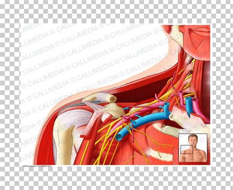 Supraclavicular Fossa Supraclavicular Lymph Nodes Infraclavicular Fossa Clavicle Supraclavicular ...