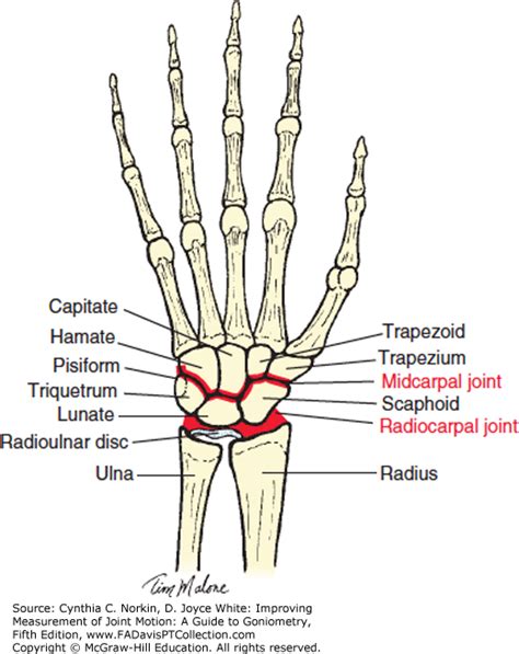 The Wrist | Measurement of Joint Motion: A Guide to Goniometry, 5e | F ...