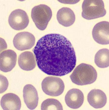 Neutrophil promyelocyte | CellWiki