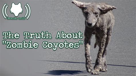 The Truth About "Zombie Coyotes" - YouTube