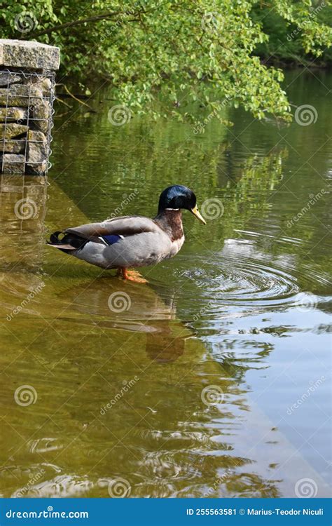 Beautiful Duck Staring in Her Water Reflection Stock Image - Image of water, beautiful: 255563581