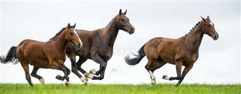 Galloping Horses at Pasture Stock Image - Image of horse, gallop: 41202637