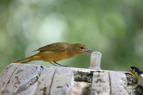 Bird Summer Tanager Female - Free photo on Pixabay