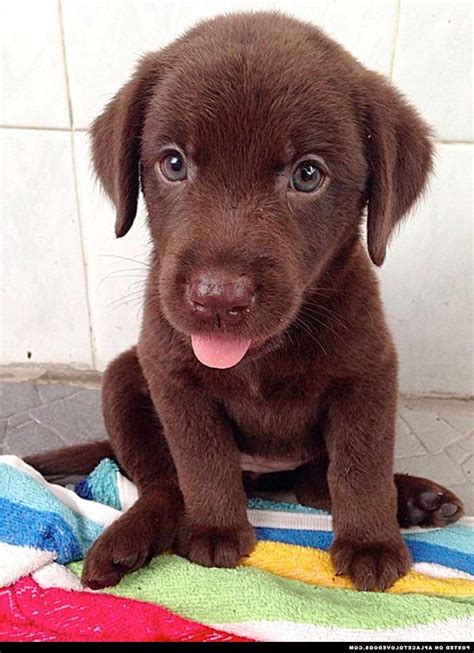 Chocolate Labrador Puppy