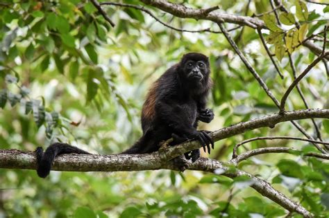 Howler Monkey Facts (Alouatta)