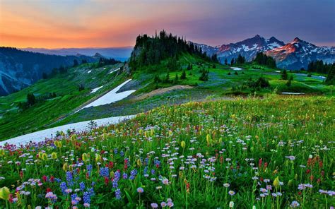 Spring Wildflower Landscape: Stunning HD Wallpaper