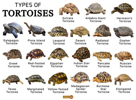 Species Of Tortoise – Talis Us