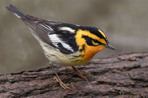 Blackburnian Warbler (male-spring) – Jeremy Meyer Photography