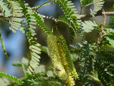 Buy Prosopis Cineraria Plant Online in India - Vitri Greens