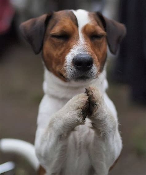 Praying Dog Quotes. QuotesGram