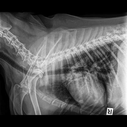 Rayos X De Vista Lateral Perro Cerró En Standard De Tórax Y Tórax Con ...