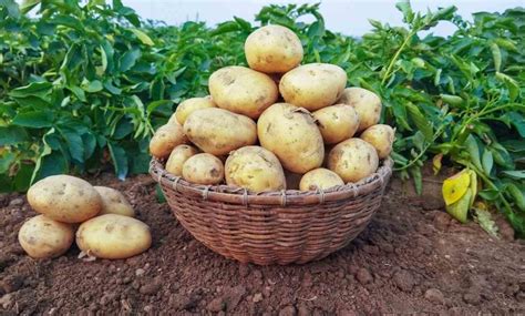 Potato Growing Tips, Ideas, Secrets, and Techniques | Gardening Tips