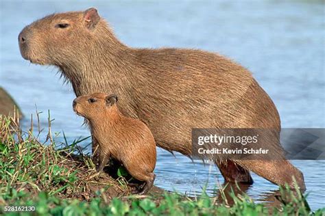 1,758 Capybara Stock Photos, High-Res Pictures, and Images - Getty Images