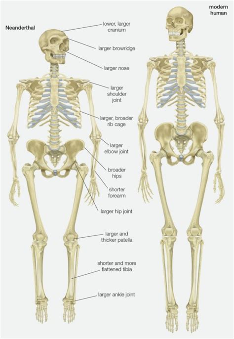 Neanderthal Brains: Bigger, Not Necessarily Better | Discover Magazine