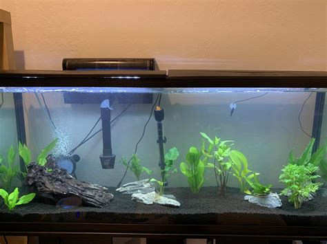 Just set up my 55 gallon tank! Any suggestions are welcome. : r/Aquariums