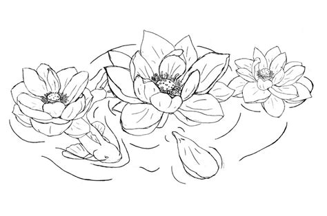 Lotus Flower Drawing Outline at GetDrawings | Free download