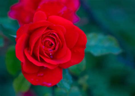 Most Beautiful Red Rose Flowers In The World | Best Flower Site