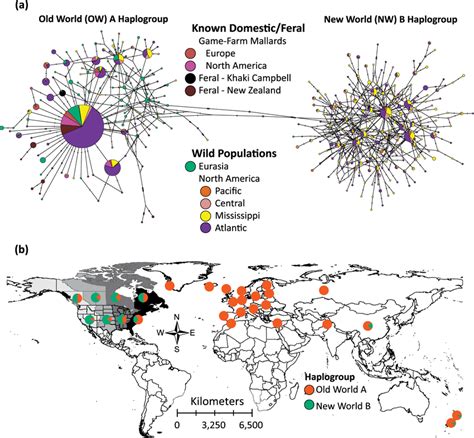 Mitochondrial DNA population structure a A haplotype network based on... | Download Scientific ...