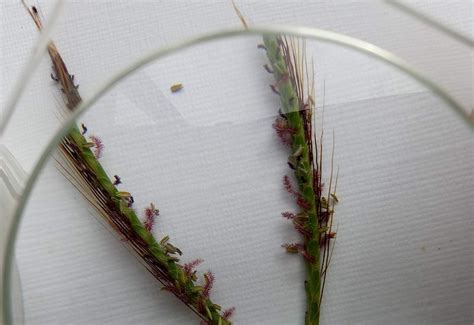 Grass Gazers: Citizen Science Project | Auspollen