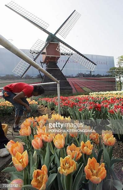 76 Royal Flora Ratchaphruek 2006 Stock Photos, High-Res Pictures, and ...