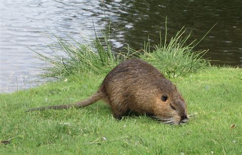 File:Charlottenburg muskrat.jpg - Wikimedia Commons