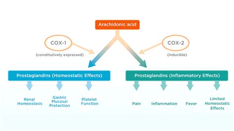 Side Effects Of Carprofen - Effect Choices