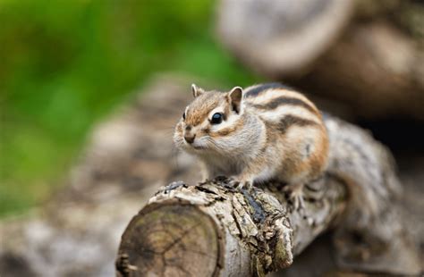 Garden Detective - How to Identify Chipmunk Poop in Your Yard - Animal Corner