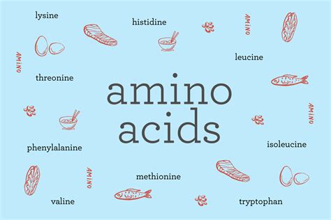 What are amino acids? Exploring the 9 essential amino acids + the foods that have them ...