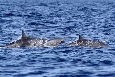 Fraser's Dolphin - Lagenodelphis hosei | Fraser's Dolphins a… | Flickr