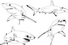 Shark Bite Drawing Free Stock Photo - Public Domain Pictures