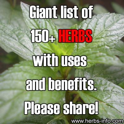 List Of Herbs With Uses And Benefits