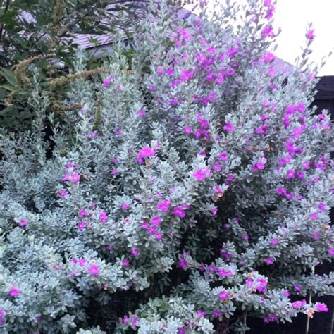 Blooming Texas Sage - A Sign of Rain?