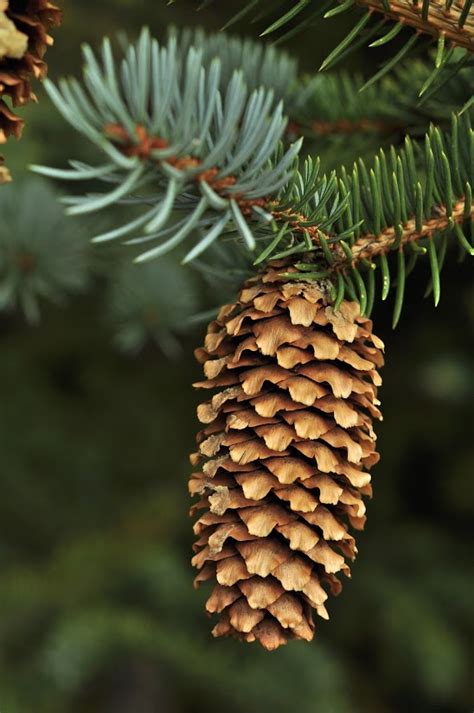 Picea Pungens 'Early Cones' Colorado Spruce | ubicaciondepersonas.cdmx.gob.mx