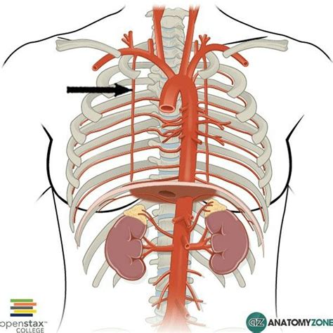 Internal thoracic arteries | Musculos, Anatomía, Nervio