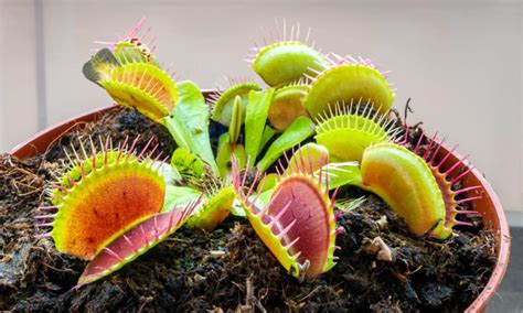 Venus Flytrap Seeds: Grow Your Own Carnivorous Plant! - A-Z Animals