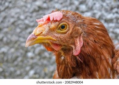 4,805 Sad Chicken Images, Stock Photos & Vectors | Shutterstock