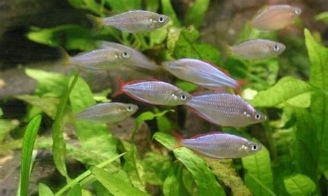 6 Tips to Take Care of Live Plants in Aquarium (For Beginners)