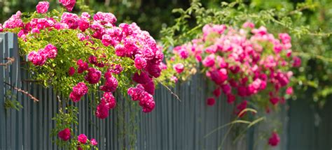 Climbing Roses that Tolerate Shade | DoItYourself.com