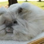 LAPIN ANGORA - Origine, Caractéristiques, Caractère et Soins