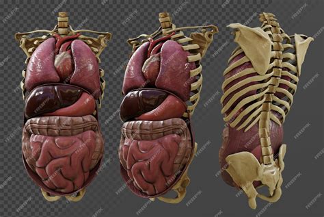 Premium PSD | 3d rendering of internal organs of human body science education perspective view