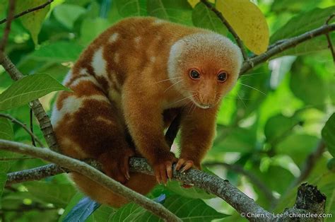 Common Spotted Cuscus: A Fascinating Monkey in New Guinea