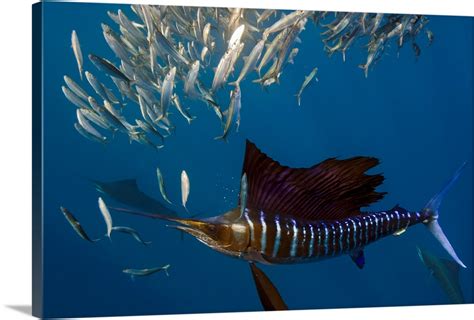 Atlantic Sailfish Feeding Wall Art, Canvas Prints, Framed Prints, Wall Peels | Great Big Canvas