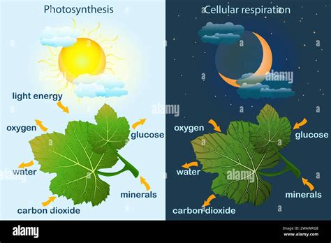 Photosynthesis diagram. Process of plant produce oxygen. Photosynthesis process labelled.Science ...