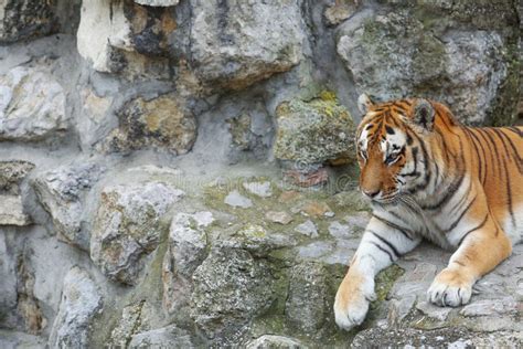 Portrait Of Tiger Sitting On A Rock. Stock Photo - Image of stripes ...