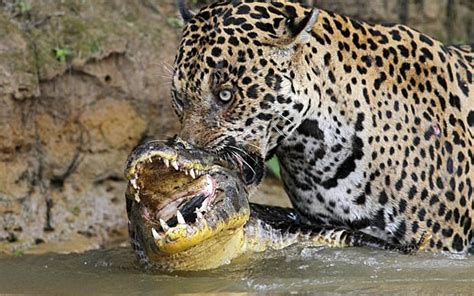 WHAT DO JAGUARS EAT? |The Garden of Eaden