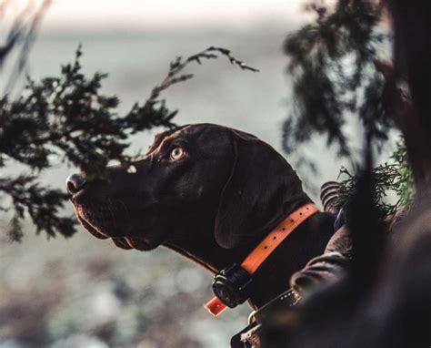 German Shorthaired Pointers Make Good Waterfowl Hunting Dogs