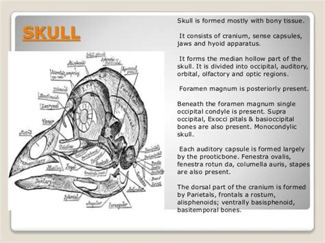 Comparative anatomy of vertebrates