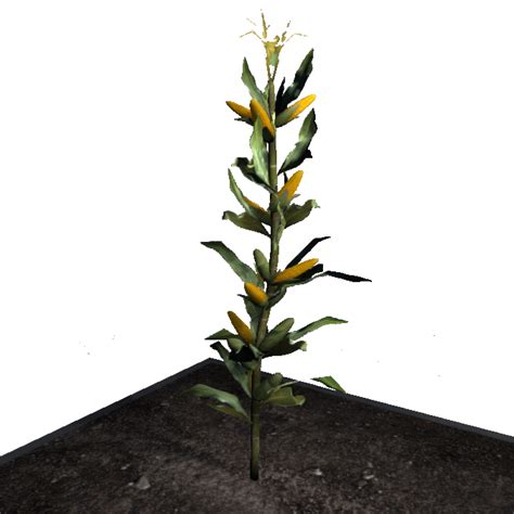 Corn (Plant) - Official Empyrion: Galactic Survival Wiki